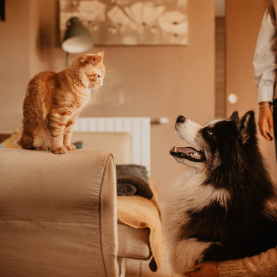 Séance famille à la Maison | Entre chien et chat
